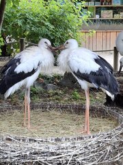 Buitenhof Reizen voor mensen met een verstandelijke beperking - Ondernemend - Veelzijdige Elzas - Ooievaars in NaturoParc Buitenhof Reizen voor mensen met een verstandelijke beperking - Ondernemend - Veelzijdige Elzas - Ooievaars in NaturoParc