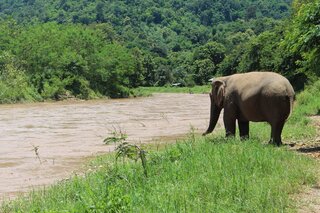 Buitenhof Reizen - Avontuurlijke vakanties - Olifanten en Stranden in Thailand- begeleide groepsreizen voor mensen met een verstandelijke beperking - Olifant aan rivier