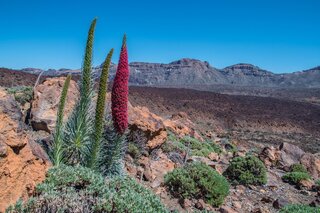 Tenerife - Landschap - Buitenhof Reizen begeleide vakanties voor mensen met een verstandelijke beperking. Tenerife - Landschap - Buitenhof Reizen begeleide vakanties voor mensen met een verstandelijke beperking.