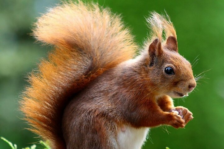 Oisterwijk - Eekhoorn - Buitenhof Reizen begeleide vakanties voor mensen met een verstandelijke beperking. Oisterwijk - Eekhoorn - Buitenhof Reizen begeleide vakanties voor mensen met een verstandelijke beperking.