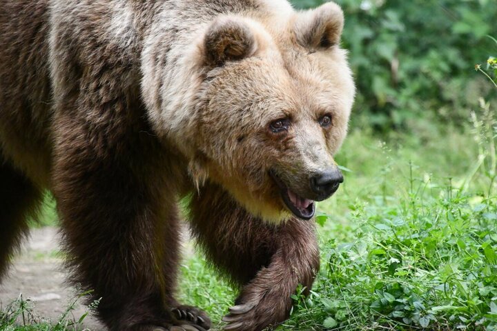 DeDuizendDuitseMeren - Beer - Autitravel begeleide vakanties voor mensen met Autisme
