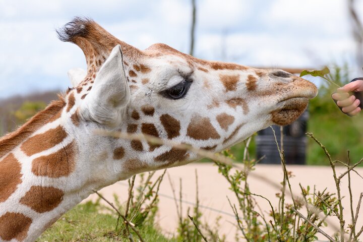 Slagharen & wildlands - Giraf - Buitenhof Reizen begeleide vakanties voor mensen met een verstandelijke beperking Slagharen & wildlands - Giraf - Buitenhof Reizen begeleide vakanties voor mensen met een verstandelijke beperking