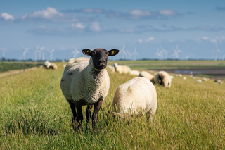 Buitenhof Reizen voor mensen met een verstandelijke beperking - Ondernemend - Relaxen op Texel - Schapen Buitenhof Reizen voor mensen met een verstandelijke beperking - Ondernemend - Relaxen op Texel - Schapen