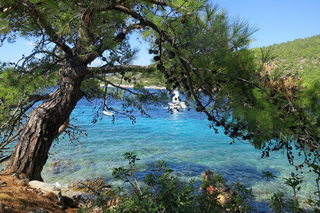 Buitenhof Reizen - Jongeren - Bodrum - begeleide groepsreizen voor mensen met een verstandelijke beperking - Zee met boom Bodrum
