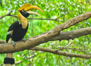 Buitenhof Reizen voor mensen met een verstandelijke beperking - Jongeren - Stranden en jungle van Thailand - Neushoornvogel Buitenhof Reizen voor mensen met een verstandelijke beperking - Jongeren - Stranden en jungle van Thailand - Neushoornvogel