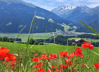 Buitenhof Reizen voor mensen met een verstandelijke beperking - Avontuurlijk - Avontuur in Oostenrijk - bloemen met in de verte een dorpje en sneeuw op de bergtoppen Buitenhof Reizen voor mensen met een verstandelijke beperking - Avontuurlijk - Avontuur in Oostenrijk - bloemen met in de verte een dorpje en sneeuw op de bergtoppen