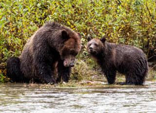 Buitenhof Reizen voor mensen met een verstandelijke beperking - Avontuurlijk - Indrukwekkend Canada - Bruine beren Buitenhof Reizen voor mensen met een verstandelijke beperking - Avontuurlijk - Indrukwekkend Canada - Bruine beren