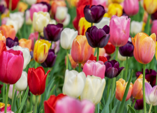 Buitenhof Reizen voor mensen met een verstandelijke beperking - zorg - Kleurige Tulpenroute - tulpen Buitenhof Reizen voor mensen met een verstandelijke beperking - zorg - Kleurige Tulpenroute - tulpen
