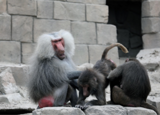 Buitenhof Reizen voor mensen met een verstandelijke beperking - Rustig Aan - Dieren in Emmen - Apen die elkaar apenvlooien Buitenhof Reizen voor mensen met een verstandelijke beperking - Rustig Aan - Dieren in Emmen - Apen die elkaar apenvlooien