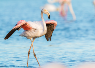 Buitenhof Reizen voor mensen met een verstandelijke beperking - Ondernemend - Bonaire - Flamingo Buitenhof Reizen voor mensen met een verstandelijke beperking - Ondernemend - Bonaire - Flamingo