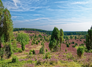 Buitenhof Reizen voor mensen met een verstandelijke beperking - Ondernemend - Luneburger Heide, Hamburg, Bremen - Heide Buitenhof Reizen voor mensen met een verstandelijke beperking - Ondernemend - Luneburger Heide, Hamburg, Bremen - Heide