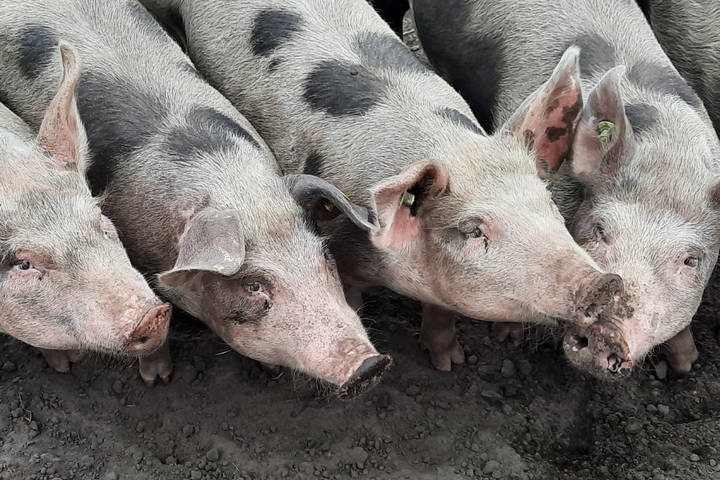 Buitenhof Reizen - De Moer - begeleide groepsreizen met een verstandelijke beperking - varkens Buitenhof Reizen - De Moer - begeleide groepsreizen met een verstandelijke beperking - varkens