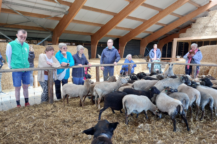 Buitenhof Reizen - Texel - begeleide vakanties voor mensen met een beperking - schaapjes kijken Buitenhof Reizen - Texel - begeleide vakanties voor mensen met een beperking - schaapjes kijken