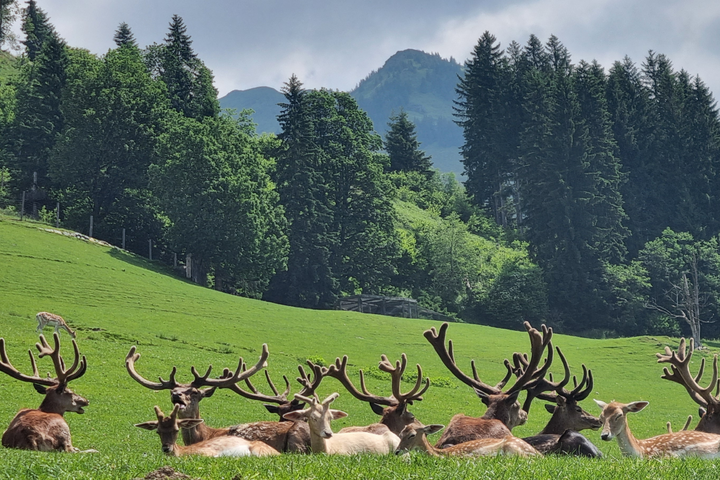 Buitenhof Reizen voor mensen met een verstandelijke beperking - Ondernemend - Bergpret in St. Johann in Tirol - herten in het wild Buitenhof Reizen voor mensen met een verstandelijke beperking - Ondernemend - Bergpret in St. Johann in Tirol - herten in het wild