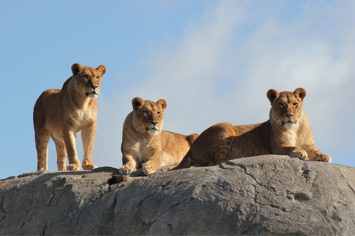 Buitenhof Reizen - Ondernemend - Emmen - begeleide groepsreizen voor mensen met een verstandelijke beperking - drie leeuwinnen Buitenhof Reizen - Ondernemend - Emmen - begeleide groepsreizen voor mensen met een verstandelijke beperking - drie leeuwinnen