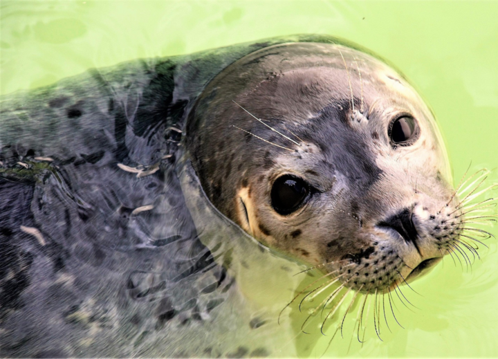 Buitenhof Reizen voor mensen met een verstandelijke beperking - Avontuurlijk - Wadlopen op Texel - zeehond in ecomare Buitenhof Reizen voor mensen met een verstandelijke beperking - Avontuurlijk - Wadlopen op Texel - zeehond in ecomare