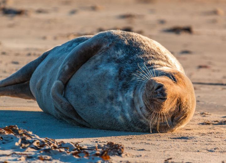 Buitenhof Reizen voor mensen met een verstandelijke beperking - Rustig Aan - Eilandleven op Ameland - zonnende zeehond Buitenhof Reizen voor mensen met een verstandelijke beperking - Rustig Aan - Eilandleven op Ameland - zonnende zeehond