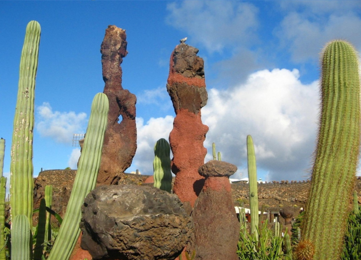 Buitenhof Reizen voor mensen met een verstandelijke beperking - Ondernemend - Lanzarote - Cactussen Buitenhof Reizen voor mensen met een verstandelijke beperking - Ondernemend - Lanzarote - Cactussen
