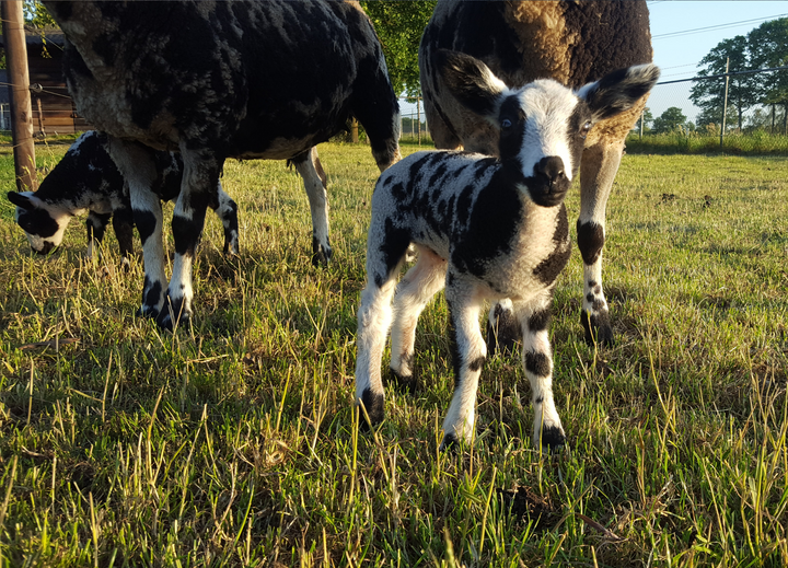 Buitenhof Reizen voor mensen met een verstandelijke beperking - de Moerderij - boerderij dieren - schaap Buitenhof Reizen voor mensen met een verstandelijke beperking - de Moerderij - boerderij dieren - schaap