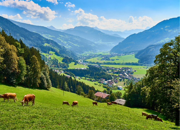 Buitenhof Reizen voor mensen met een verstandelijke beperking - Avontuurlijk - Zilltertal - Achensee - Natuur koeien met bergen