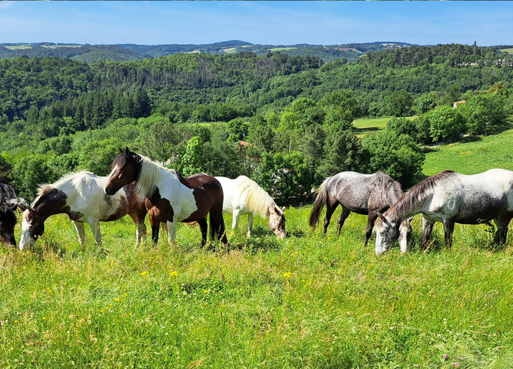 Buitenhof Reizen voor mensen met een verstandelijke beperking - Oosting Horseriding - paarden in natuur Buitenhof Reizen voor mensen met een verstandelijke beperking - Oosting Horseriding - paarden in natuur