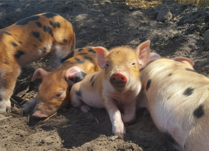 Buitenhof Reizen voor mensen met een verstandelijke beperking - de Moerderij - boerderij dieren - biggetjes Buitenhof Reizen voor mensen met een verstandelijke beperking - de Moerderij - boerderij dieren - biggetjes