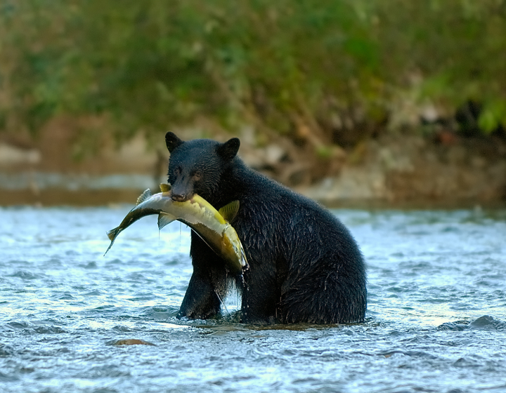 Buitenhof reizen voor mensen met een verstandelijke beperking - Avontuurlijk - Indrukwekkend Canada - Vancouver island - kopie Buitenhof reizen voor mensen met een verstandelijke beperking - Avontuurlijk - Indrukwekkend Canada - Vancouver island - kopie