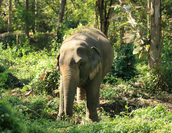 Buitenhof Reizen voor mensen met een verstandelijke beperking - Olifanten en Stranden in Thailand - olifant