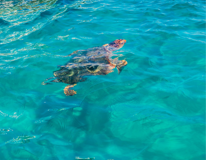Buitenhof Reizen - Zakynthos- begeleide groepsreizen voor mensen met een verstandelijke beperking- Schildpad