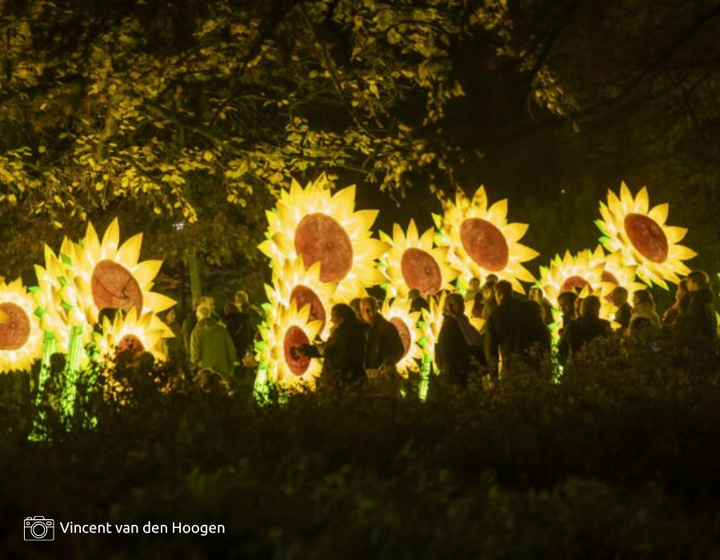 Buitenhof Reizen - Glow Eindhoven- begeleide groepsreizen voor mensen met een verstandelijke beperking - Lichtshow zonnebloemen