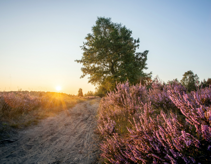 Buitenhof Reizen - Glow Eindhoven - begeleide groepsreizen voor mensen met een verstandelijke beperking - natuurgebied de Malpie